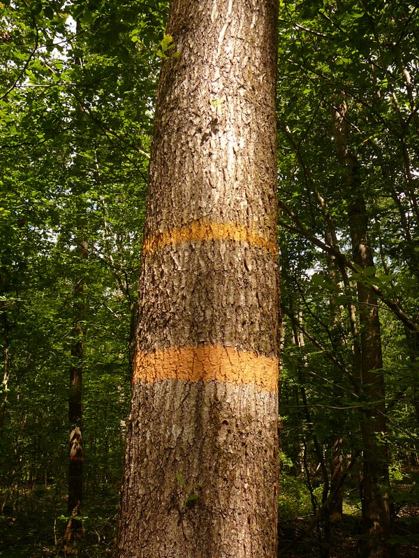 2012-06-17-Journée des adhérents